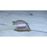 Imagine 3/3 - 3step gel lac 4ml #159 Violet
