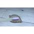 Imagine 3/3 - 3step gel lac 4ml #159 Violet